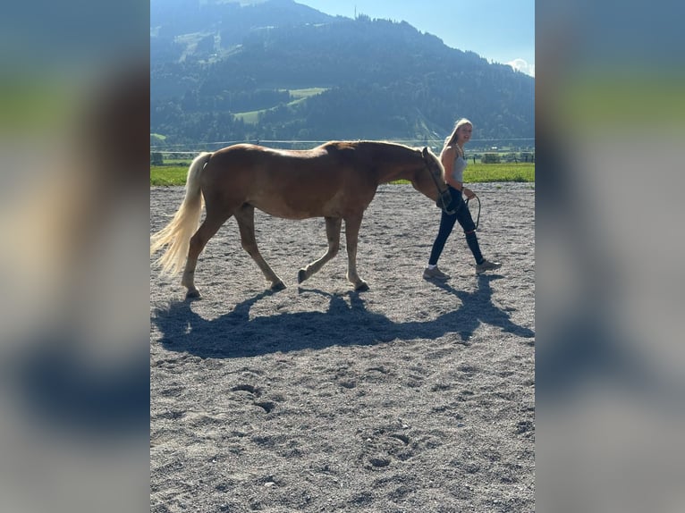 Haflinger Stute 5 Jahre 148 cm in Saalfelden