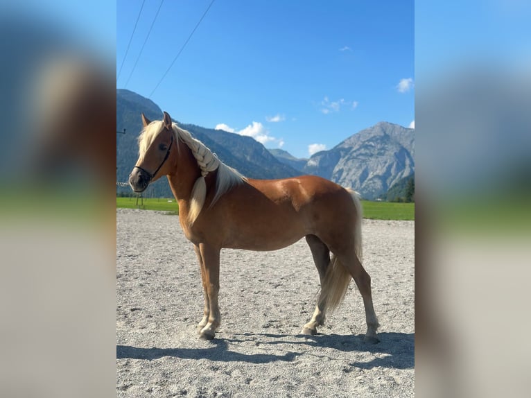 Haflinger Stute 5 Jahre 148 cm in Saalfelden