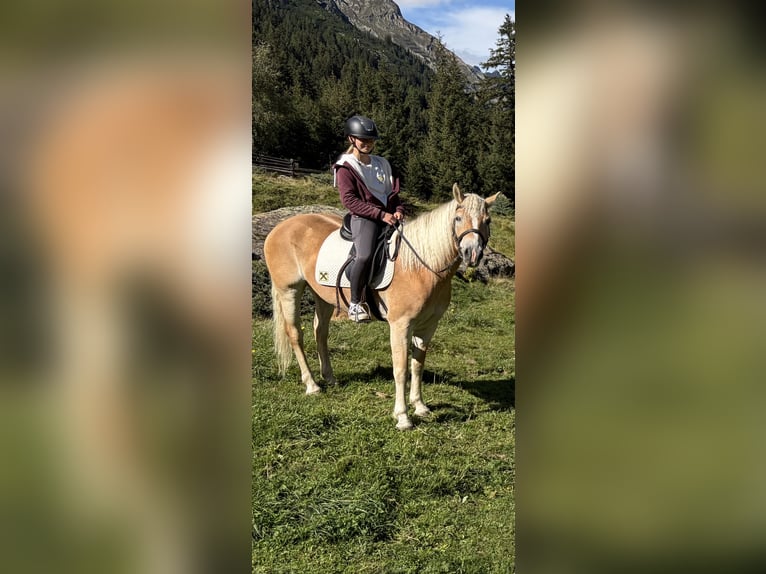 Haflinger Stute 5 Jahre 149 cm Fuchs in St. Leonhard im Pitztal