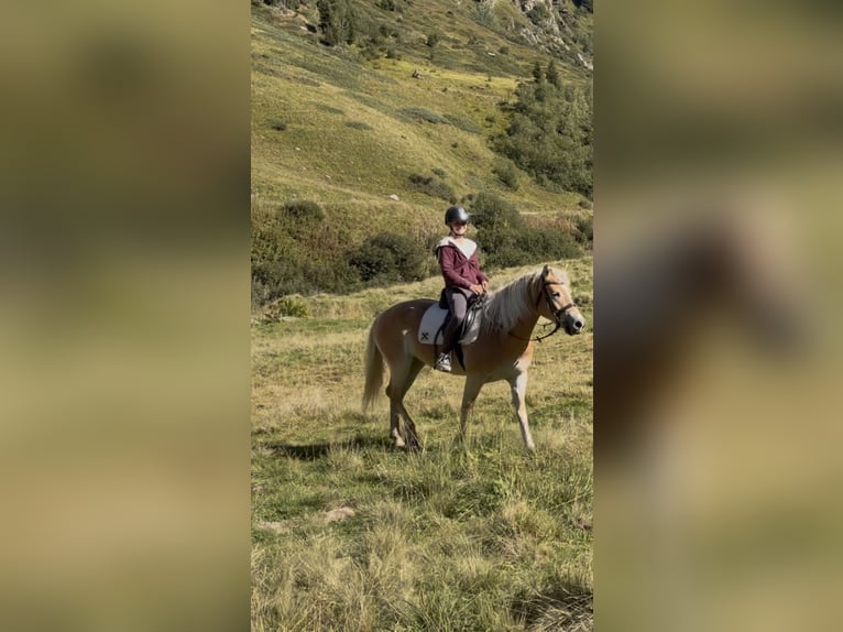 Haflinger Stute 5 Jahre 149 cm Fuchs in St. Leonhard im Pitztal