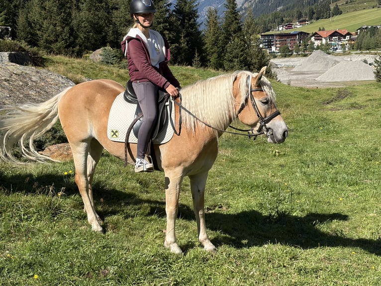 Haflinger Stute 5 Jahre 149 cm Fuchs in St. Leonhard im Pitztal