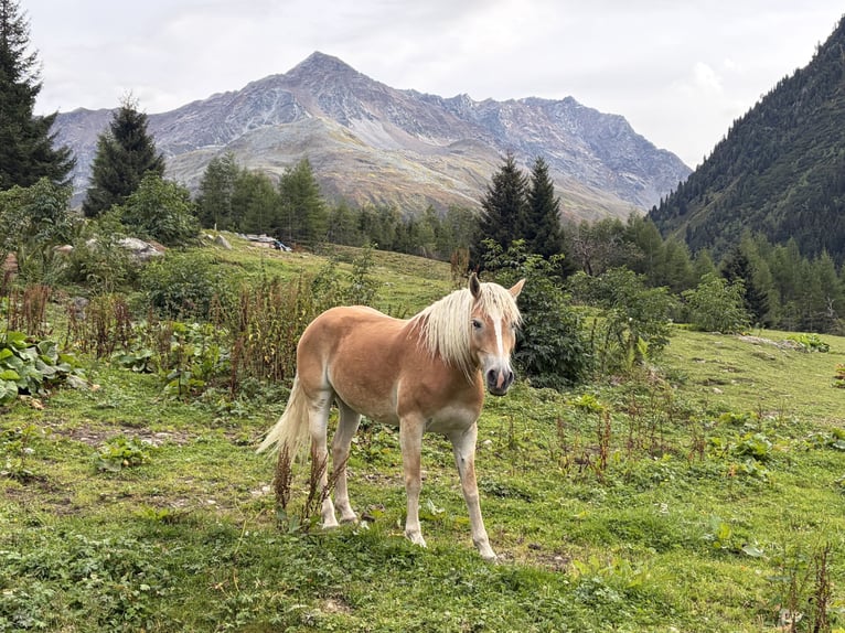 Haflinger Stute 5 Jahre 149 cm Fuchs in St. Leonhard im Pitztal