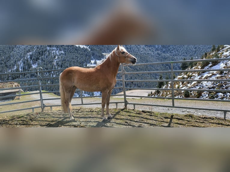 Haflinger Stute 5 Jahre 149 cm Fuchs in St. Sigmund im Sellrain