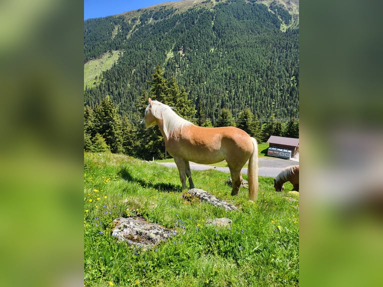 Haflinger Stute 5 Jahre 149 cm Fuchs in St. Sigmund im Sellrain
