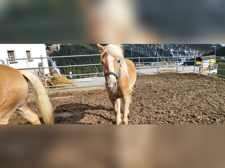 Haflinger Stute 5 Jahre 149 cm Fuchs in St. Sigmund im Sellrain