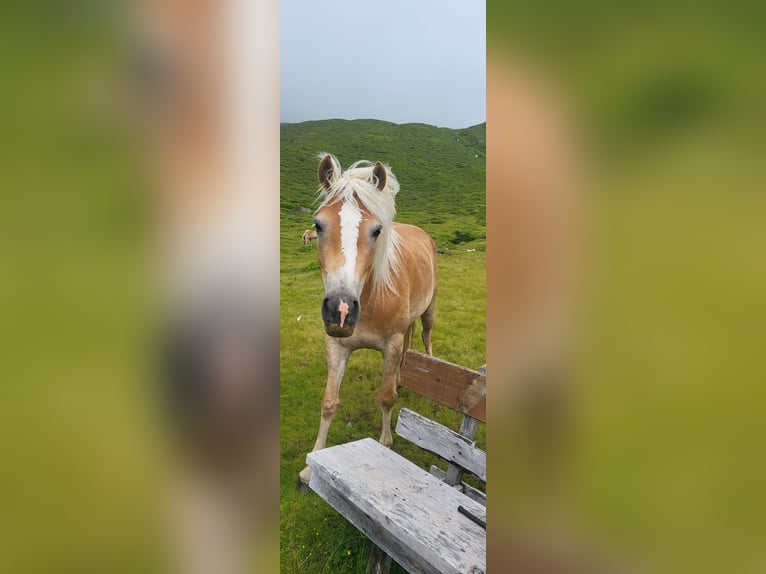 Haflinger Stute 5 Jahre 149 cm Fuchs in St. Sigmund im Sellrain