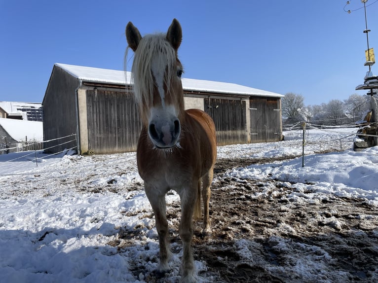 Haflinger Stute 5 Jahre 149 cm Fuchs in Thalmässing