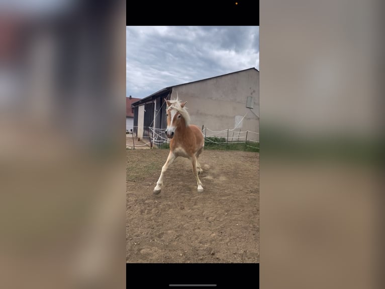 Haflinger Stute 5 Jahre 149 cm Fuchs in Thalmässing