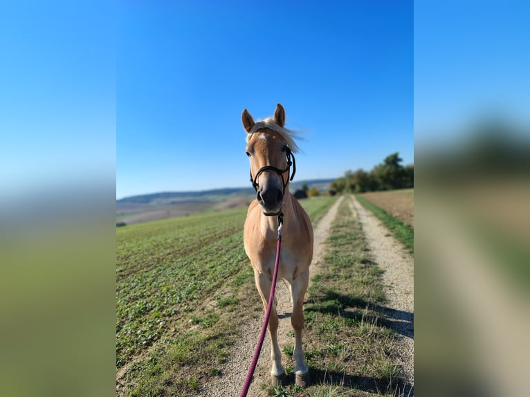 Haflinger Stute 5 Jahre 150 cm Falbe in Niederkreuzstetten1000000