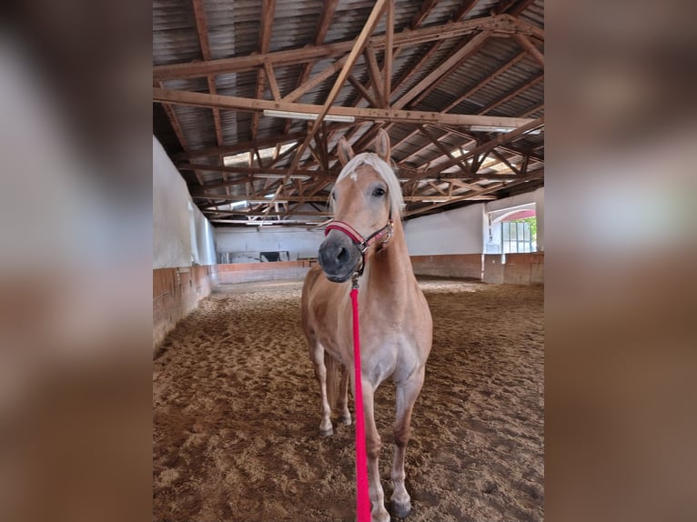 Haflinger Stute 5 Jahre 150 cm Falbe in Niederkreuzstetten1000000