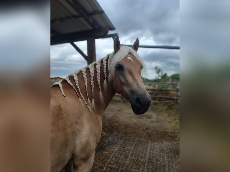 Haflinger Stute 5 Jahre 150 cm Falbe in Niederkreuzstetten1000000