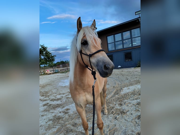 Haflinger Stute 5 Jahre 150 cm Falbe in Niederkreuzstetten1000000
