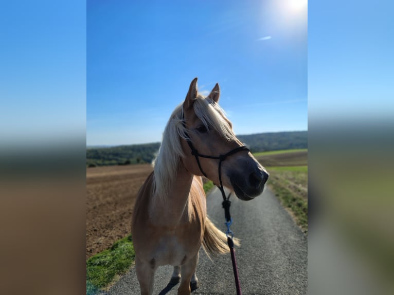 Haflinger Stute 5 Jahre 150 cm Falbe in Niederkreuzstetten1000000