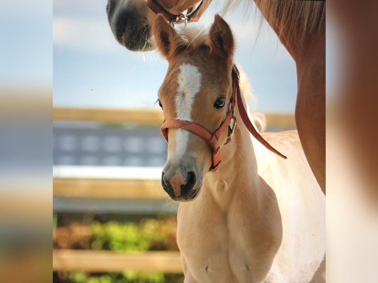 Haflinger Stute 5 Jahre 150 cm in Doezum
