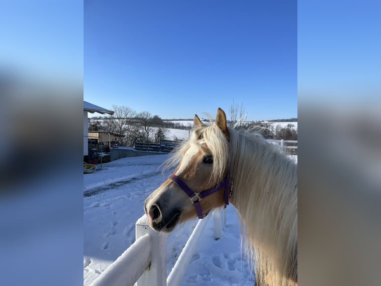 Haflinger Stute 5 Jahre 150 cm Fuchs in Allhaming