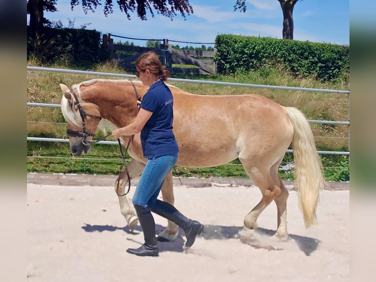 Haflinger Stute 5 Jahre 150 cm Fuchs in Klimmen