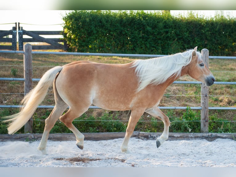 Haflinger Stute 5 Jahre 150 cm Fuchs in Klimmen
