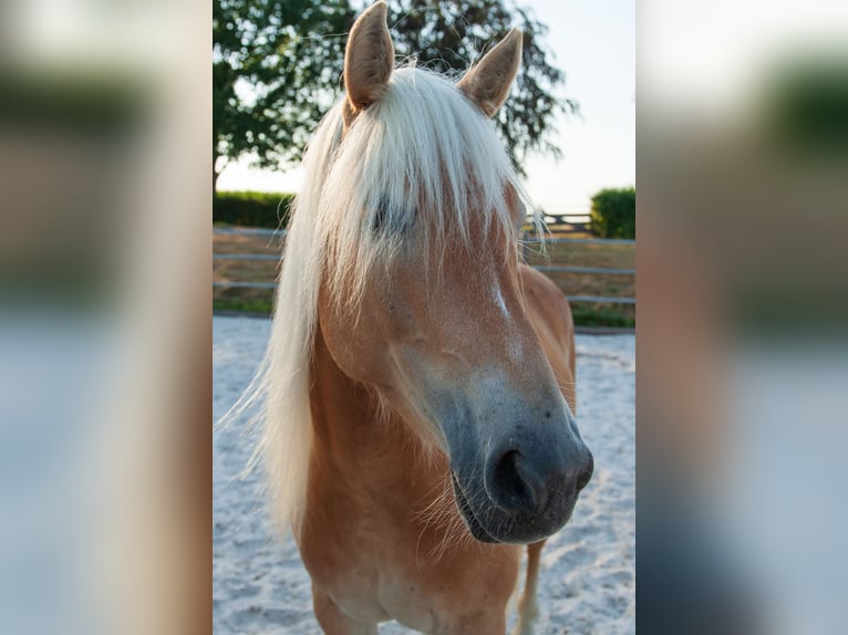 Haflinger Stute 5 Jahre 150 cm Fuchs in Klimmen