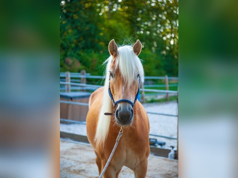 Haflinger Stute 5 Jahre 150 cm Fuchs in Klimmen