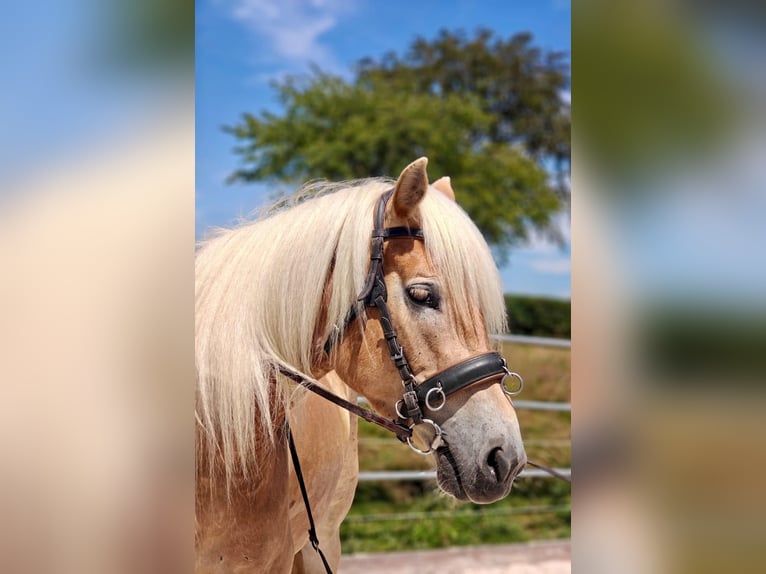 Haflinger Stute 5 Jahre 150 cm Fuchs in Klimmen