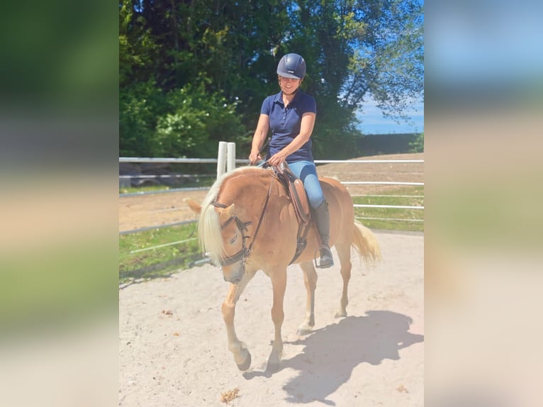 Haflinger Stute 5 Jahre 150 cm Fuchs in Klimmen