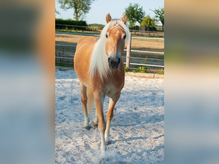 Haflinger Stute 5 Jahre 150 cm Fuchs in Klimmen