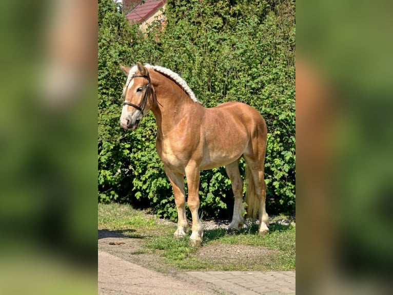Haflinger Mix Stute 5 Jahre 150 cm Fuchs in Neu Gaarz