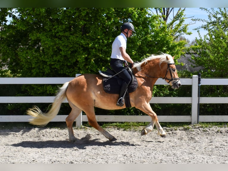 Haflinger Stute 5 Jahre 150 cm Fuchs in Seebad Bansin