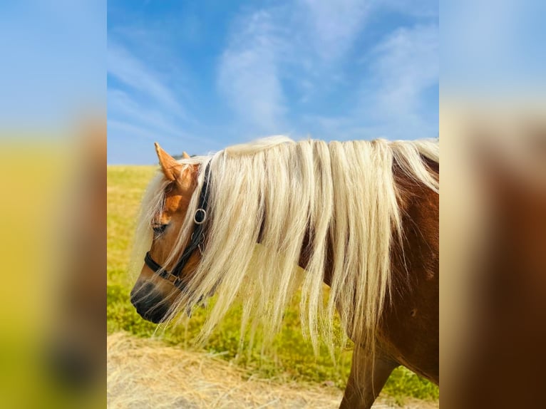 Haflinger Stute 5 Jahre 150 cm Fuchs in N&#xFC;rburg