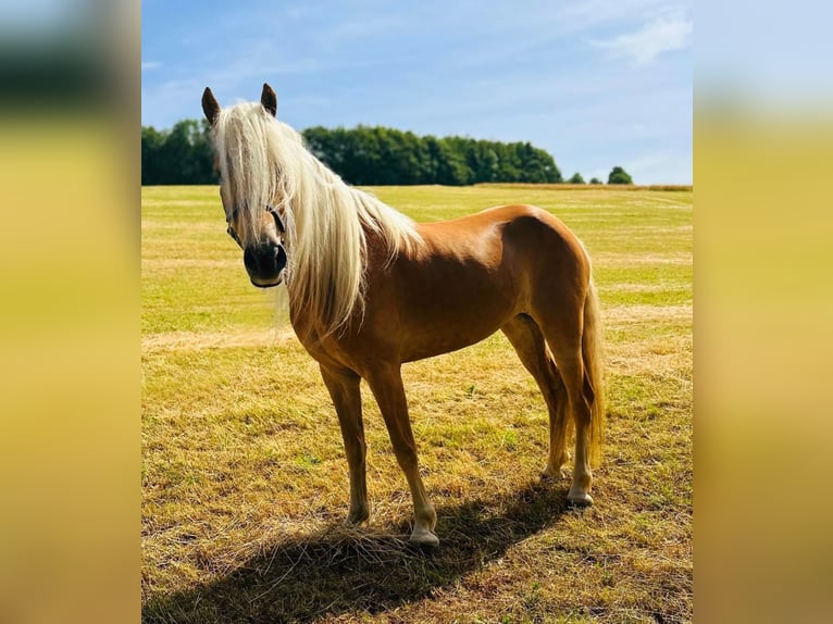 Haflinger Stute 5 Jahre 150 cm Fuchs in N&#xFC;rburg