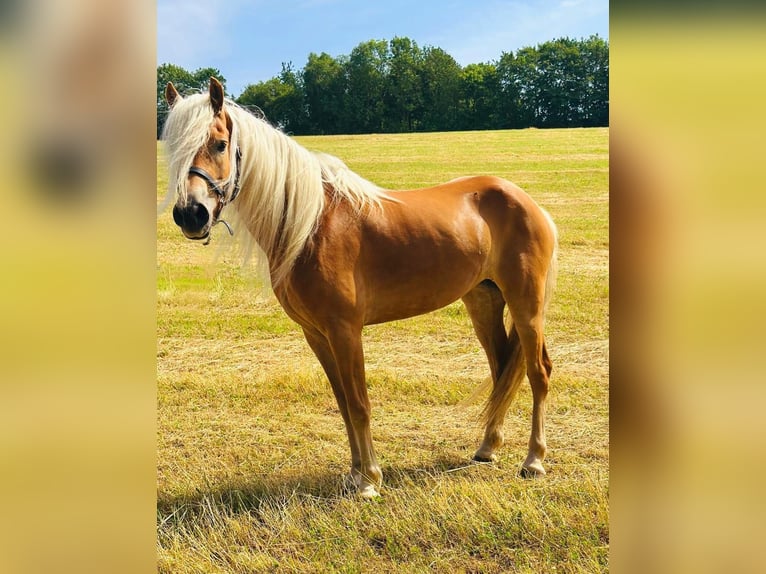 Haflinger Stute 5 Jahre 150 cm Fuchs in N&#xFC;rburg