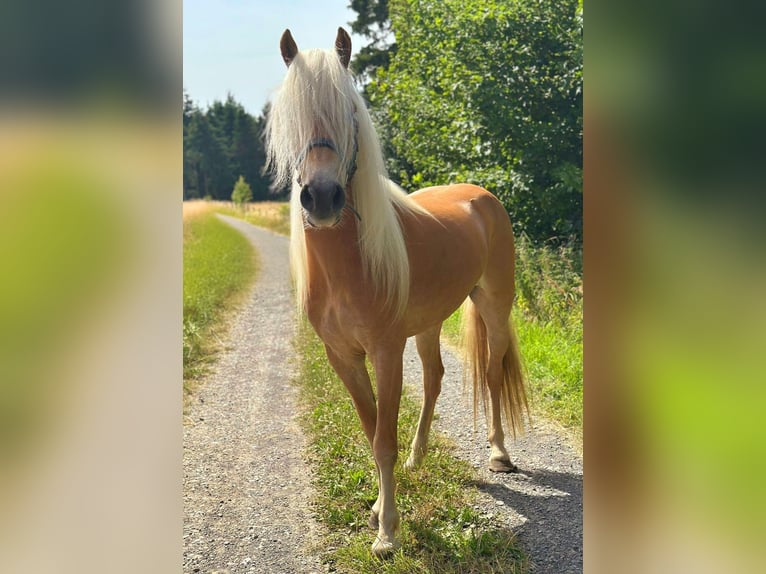 Haflinger Stute 5 Jahre 150 cm Fuchs in N&#xFC;rburg