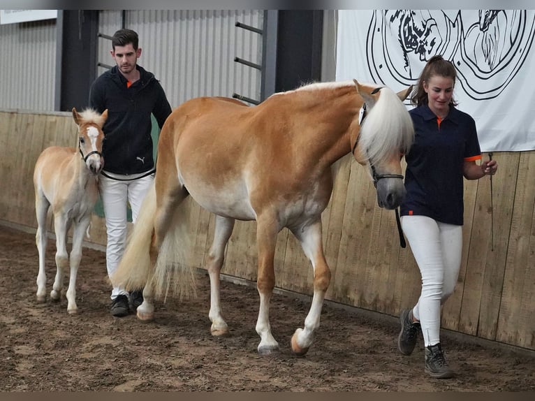 Haflinger Stute 5 Jahre 150 cm Fuchs in Schijndel