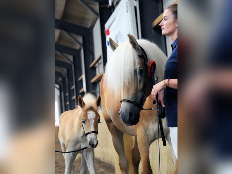 Haflinger Stute 5 Jahre 150 cm Fuchs in Schijndel