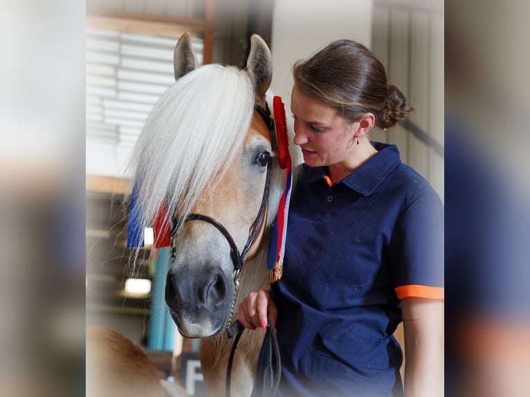Haflinger Stute 5 Jahre 150 cm Fuchs in Schijndel