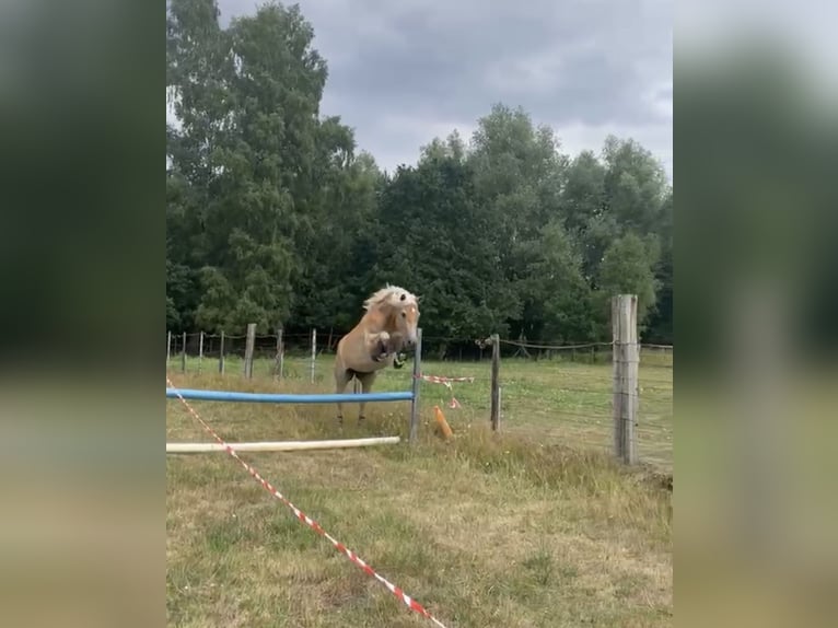 Haflinger Stute 5 Jahre 152 cm  in Lübeck