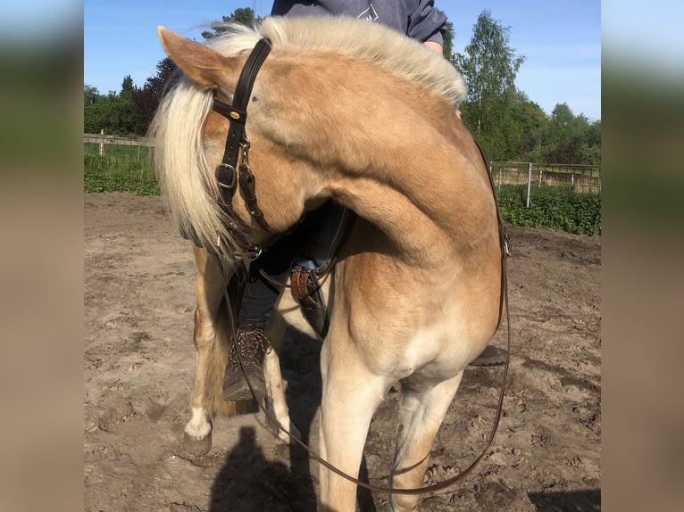 Haflinger Stute 5 Jahre 152 cm  in Lübeck