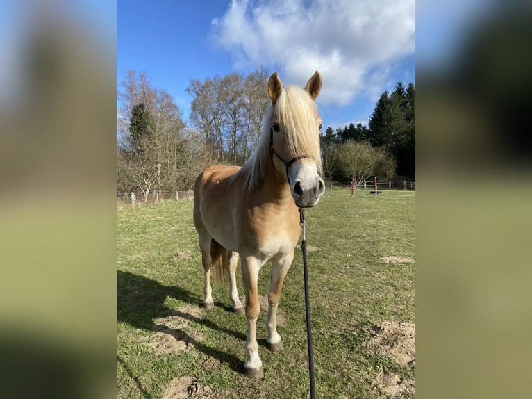 Haflinger Stute 5 Jahre 152 cm  in Lübeck