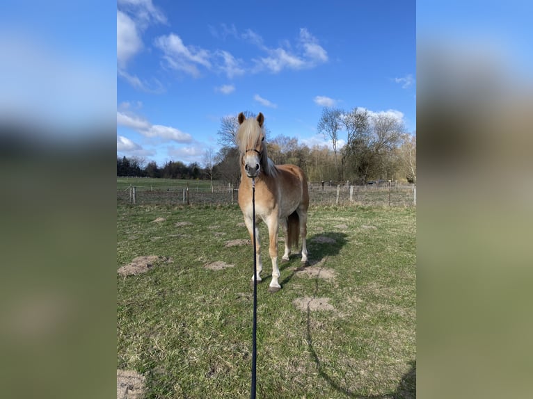 Haflinger Stute 5 Jahre 152 cm  in Lübeck
