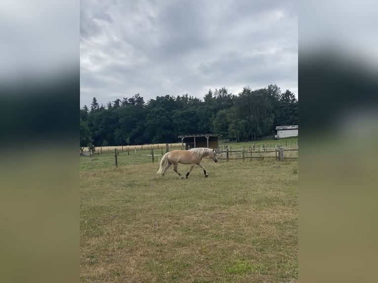 Haflinger Stute 5 Jahre 152 cm  in Lübeck