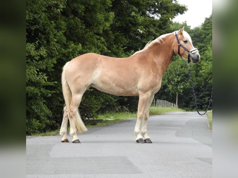 Haflinger Stute 5 Jahre 152 cm Fuchs in Verl