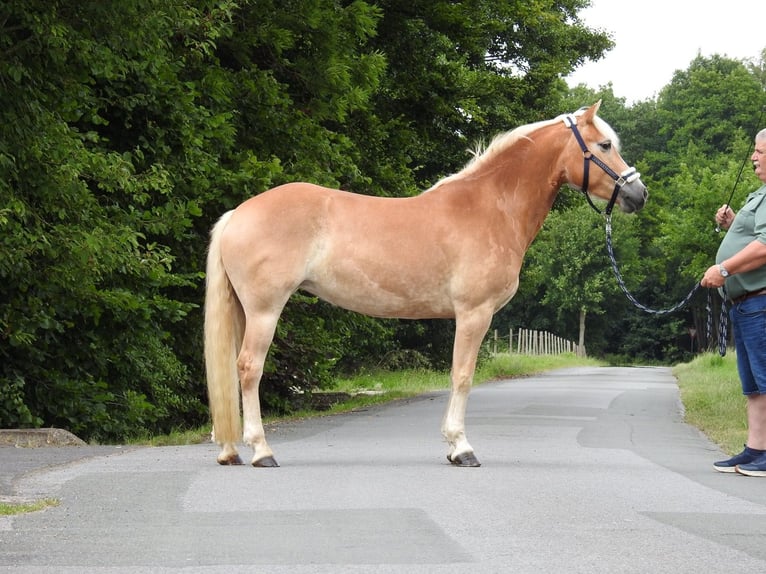 Haflinger Stute 5 Jahre 152 cm Fuchs in Verl