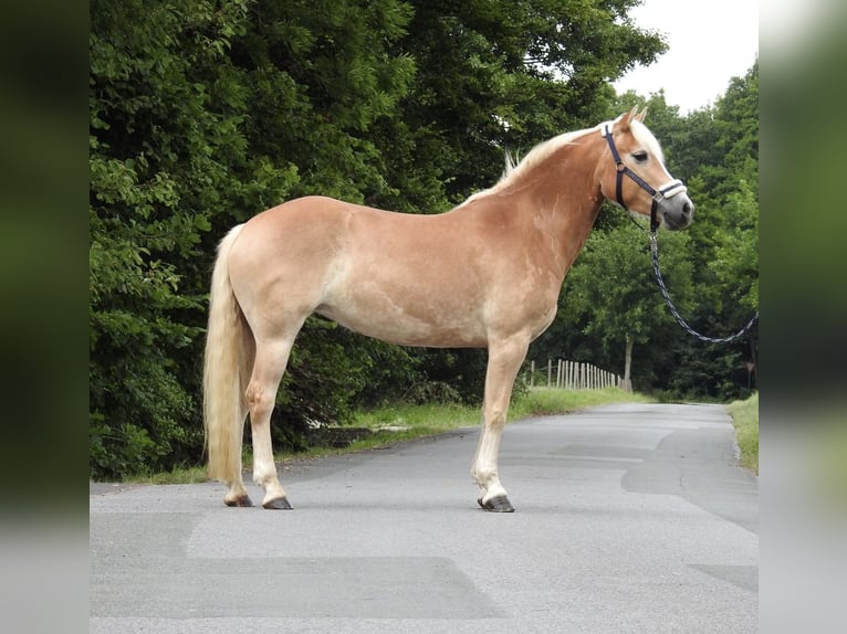 Haflinger Stute 5 Jahre 152 cm Fuchs in Verl
