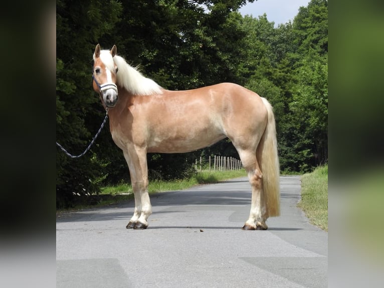 Haflinger Stute 5 Jahre 152 cm Fuchs in Verl