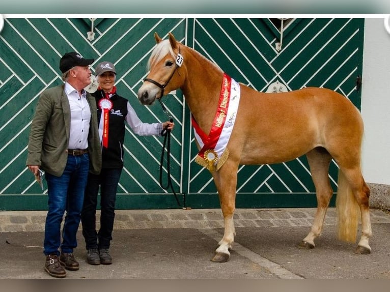 Haflinger Stute 5 Jahre 152 cm Fuchs in Wieden