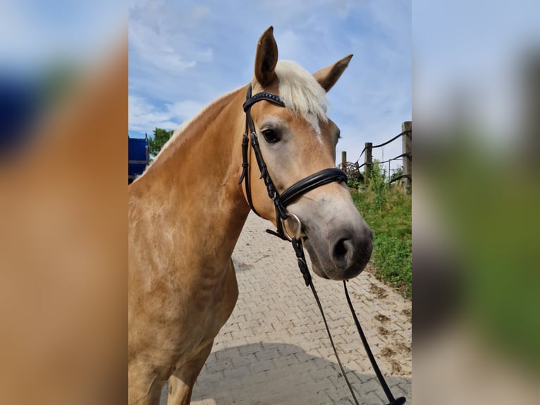 Haflinger Stute 5 Jahre 152 cm Hellbrauner in Gödenstorf