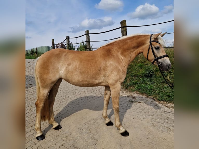 Haflinger Stute 5 Jahre 152 cm Hellbrauner in Gödenstorf
