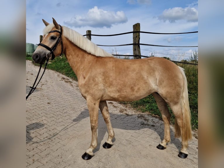 Haflinger Stute 5 Jahre 152 cm Hellbrauner in Gödenstorf