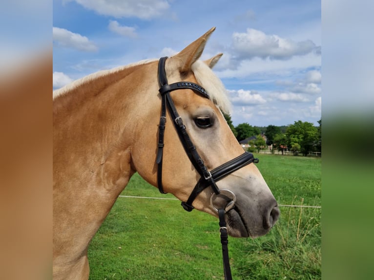 Haflinger Stute 5 Jahre 152 cm Hellbrauner in Gödenstorf