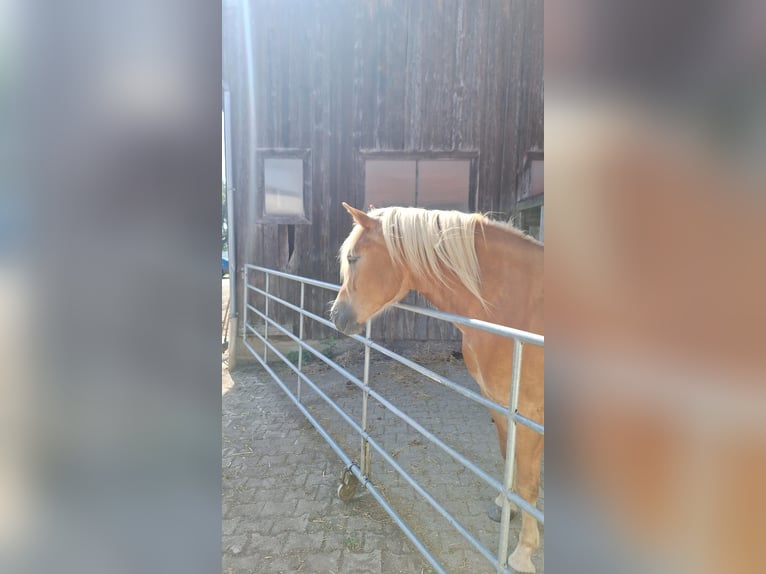 Haflinger Stute 5 Jahre 153 cm in Diedorf